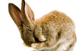 Brown baby bunny isolated on white background