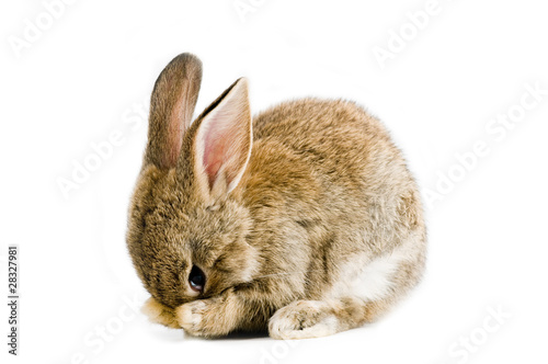 Photo: Brown baby bunny isolated on white background Brown baby bunny isolated on white background