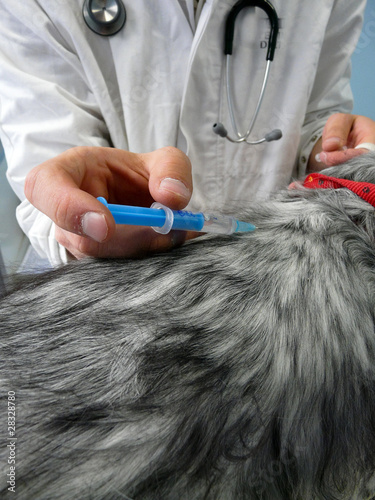 Photo: Vaccination Vaccination