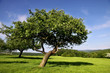 Streuobstwiese im Sommer