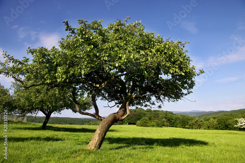 Foto: Streuobstwiese im Sommer Streuobstwiese im Sommer