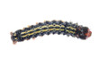 butterfly caterpillar butterfly caterpillar