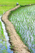 Indian Rural Rice Field