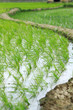 Indian Village  Rice Field