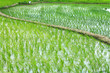 Rice Field in a Remote Village in India