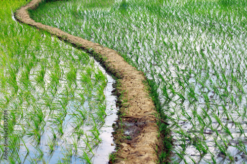 Photo: Indian Village Rice Field Indian Village Rice Field