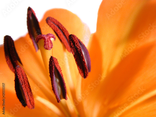 Foto: Lilium stamens Lilium stamens