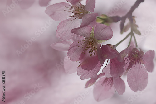 Foto: Cherry blossom isolate with white color Cherry blossom isolate with white color