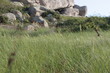 Prairie sauvage