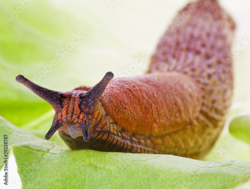 Photo: Nacktschnecke auf Salatblatt Nacktschnecke auf Salatblatt