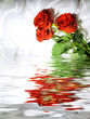 Red roses