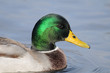 Male Mallard portrait