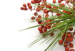 Christmas background with Pine needles and red berries