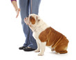 obedience training dog