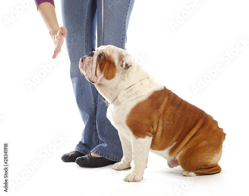 Photo: obedience training dog obedience training dog