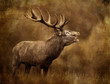 cerf chasse,chasseur,tadition,brame bois cors cervidé mammifèr