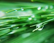 Drops