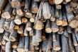 pile of wood in logs storage