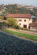 Campi con Bergamo Alta sullo sfonfo