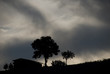 colline marchigiane al tramonto