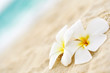 Tempelblume am Strand