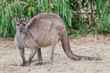 Large male kangaroo on Kangaroo Island