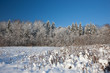 Winter scene