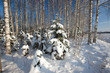 Forest in winter