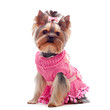 Foto: Cute yorkshire terrier in pink dress Cute yorkshire terrier in pink dress