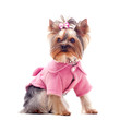 Foto: Cute yorkshire terrier in pink coat Cute yorkshire terrier in pink coat