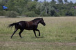 Brown running horse