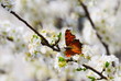 Small tortoiseshell on white blossom