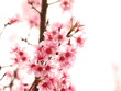 Pink Sakura Blossom Pink Sakura Blossom