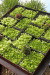 paniers de plants de salade