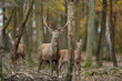 cerf