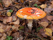 Amanita Amanita