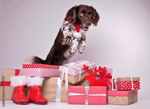 Foto: Weihnachtshund, Nikolaus, Hund, Weihnachten, Münsterländer Weihnachtshund, Nikolaus, Hund, Weihnachten, Münsterländer
