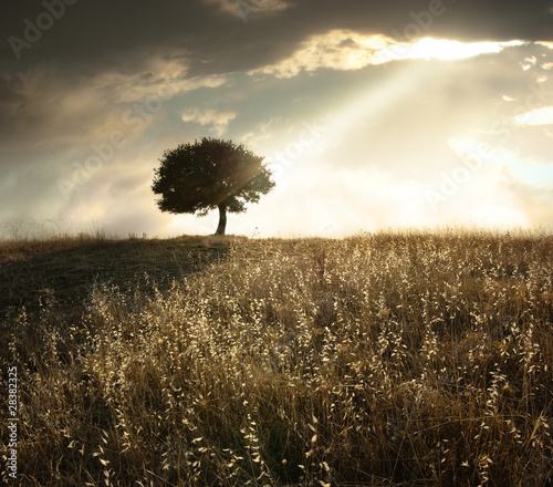 Photo: Solitary Oak Tree At Sunset Solitary Oak Tree At Sunset