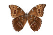 Butterfly (Morpho menelaus) bottom view