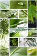composition nature zen