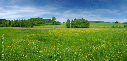 Photo: Fresh flowered meadow Fresh flowered meadow