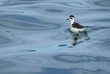 Water Bird