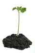 Seed