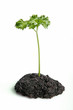 Seed