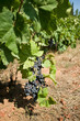 Vineyard