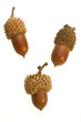 acorn
