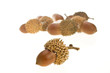 acorn