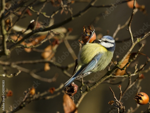 Photo : Cyanistes caeruleus - Mésange bleue - Blue Tit Cyanistes caeruleus - Mésange bleue - Blue Tit