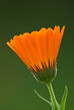 Ringelblume