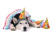 Hund Husky mit Partyschmuck